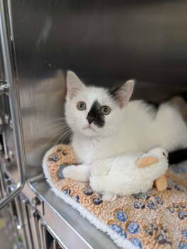 Ink Well -  Domestic Short Hair Cat Available for Adoption in Chambersburg, Pennsylvania - Ink Well | PetCurious