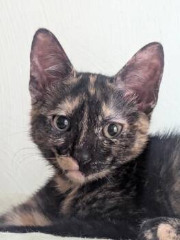 Cosmic -  Domestic Short Hair Cat for Adoption in Hampton, Virginia - Cosmic | PetCurious