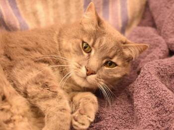 Domestic Short Hair Cats Available for Adoption in Portland, Oregon - Sampson | PetCurious