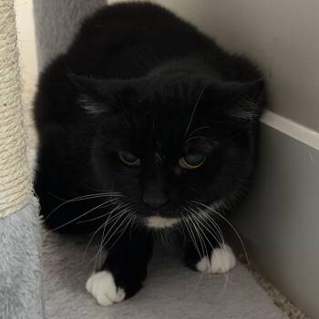 Domestic Short Hair Cats Available for Adoption - Bloo | PetCurious