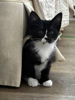 Domestic Short Hair Cats Available for Adoption in Greenville, Delaware - Petal, Willow Grove Area, (FCID 05/06/2026-134) | PetCurious