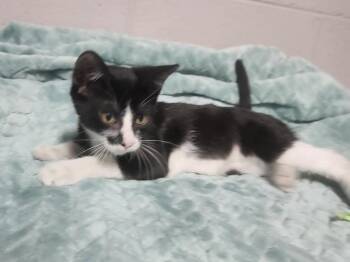BUTTERFLY MILKWEED -  Domestic Short Hair Cat for Adoption in Lexington, Tennessee - BUTTERFLY MILKWEED | PetCurious