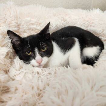 Rescue Domestic Short Hair Cats for Adoption in Medford, Oregon - Birdo | PetCurious