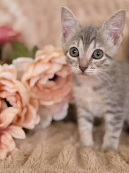 Isobel- Transport -  Domestic Short Hair Cat for Adoption in Gradyville, Kentucky - Isobel- Transport | PetCurious