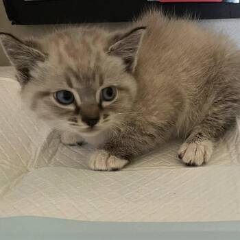 Bowie -  Domestic Short Hair Cat for Adoption in Keizer, Oregon - Bowie | PetCurious