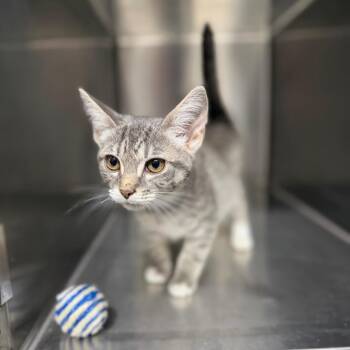 Aspen 7368 -  American Shorthair Cat for Adoption in Hamilton, Georgia - Aspen 7368 | PetCurious
