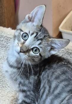 Neptune -  Domestic Short Hair Cat for Adoption in New Berlin, Wisconsin - Neptune | PetCurious