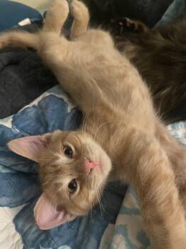 Yoshi fuzzy kitten -  American Shorthair Cat for Adoption in Metairie, Louisiana - Yoshi Fuzzy Kitten | PetCurious