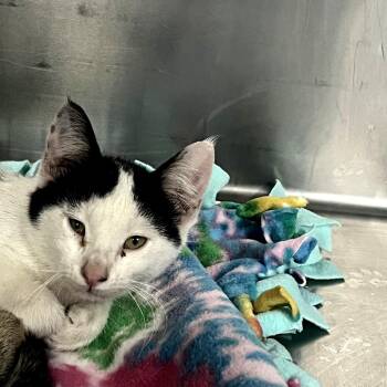 Avocado -  Domestic Short Hair Cat for Adoption in Idaho Falls, Idaho - Avocado | PetCurious