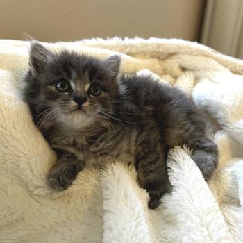Domestic Long Hair Cats Available for Adoption in Long Beach, California - Marco | PetCurious