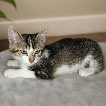 Smudge -  Domestic Short Hair Cat for Adoption in Hemet, California - Smudge | PetCurious