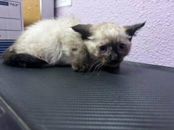 61166948 -  Siamese Cat for Adoption in El Paso, Texas - 61166948 | PetCurious