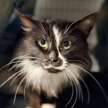 Domestic Long Hair Cats Available for Adoption - Bolt | PetCurious