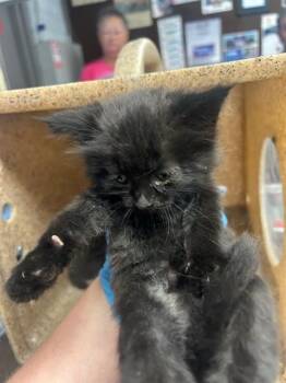 Rescue Domestic Medium Hair Cats for Adoption in Stockton, California - MYSTIC | PetCurious