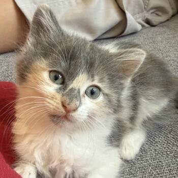 Remi -  Domestic Medium Hair Cat for Adoption in Asheville, North Carolina - Remi | PetCurious