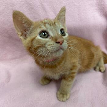 Barney -  Domestic Short Hair Cat for Adoption in West Point, Mississippi - Barney | PetCurious