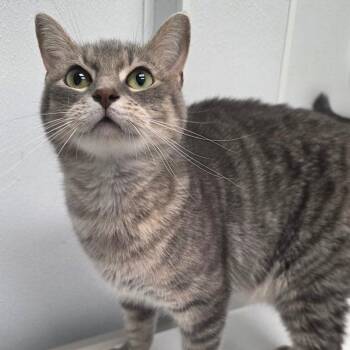 Korin -  Domestic Short Hair Cat for Adoption in Abilene, Texas - Korin | PetCurious