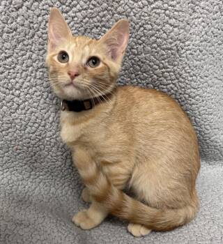 Oak -  Domestic Short Hair Cat for Adoption in Madison, Georgia - Oak | PetCurious