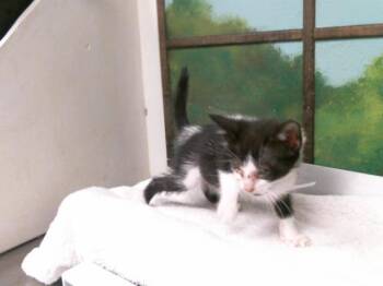 A2087084 -  Domestic Short Hair Cat for Adoption in Houston, Texas - A2087084 | PetCurious