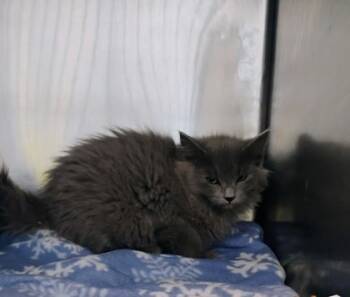 Rescue Domestic Long Hair Cats for Adoption in El Paso, Texas - Olga | PetCurious