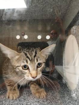Grayson -  Domestic Short Hair Cat for Adoption in Greenfield, Indiana - Grayson | PetCurious
