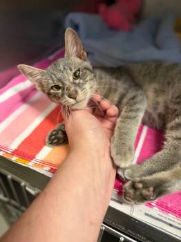 Zena -  Tabby Cat for Adoption in Lovingston, Virginia - Zena | PetCurious