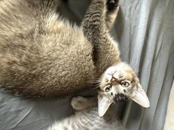 Rescue Abyssinian and Russian Blue Cats for Adoption in Brampton, Ontario - Sóc | PetCurious