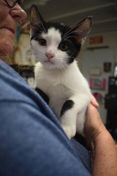 Rescue Domestic Short Hair Cats for Adoption in Pahrump, Nevada - Mahoney K4 | PetCurious