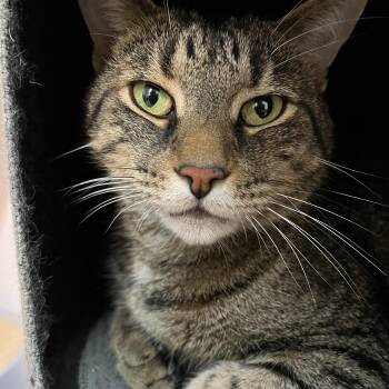 MICKET (CR-SC) -  Domestic Short Hair Cat for Adoption in Sainte-angèle-de-monnoir, Quebec - MICKET (CR-SC) | PetCurious