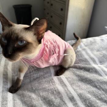 Isla -  Siamese Cat for Adoption in Tustin, California - Isla | PetCurious