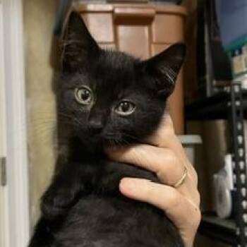 Egypt -  Domestic Long Hair Cat for Adoption in Greensboro, Georgia - Egypt | PetCurious