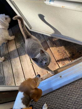 Rescue Russian Blue Cats for Adoption in Herndon, Virginia - Kali | PetCurious
