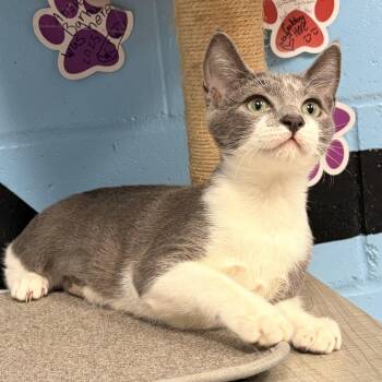 Ivan -  Domestic Short Hair Cat for Adoption in Tallahassee, Florida - Ivan | PetCurious