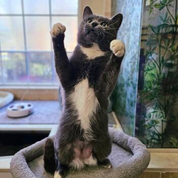 Domestic Short Hair Cats Available for Adoption - Winter | PetCurious