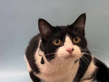 Moon -  Domestic Short Hair Cat for Adoption in Woodbury, Minnesota - Moon | PetCurious