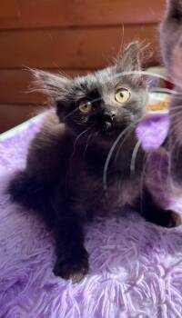 Rescue Domestic Medium Hair Cats for Adoption in Nashville, Tennessee - Razzle | PetCurious