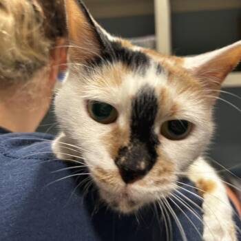 Ollie Jane -  Domestic Short Hair Cat for Adoption in Chattanooga, Tennessee - Ollie Jane | PetCurious