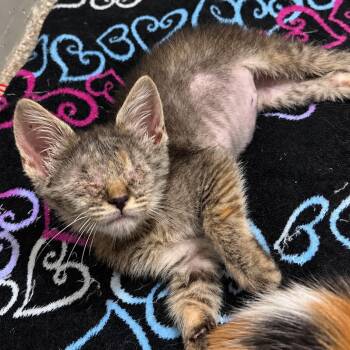 Hope -  Tabby and Domestic Short Hair Cat for Adoption in Antioch, California - Hope | PetCurious