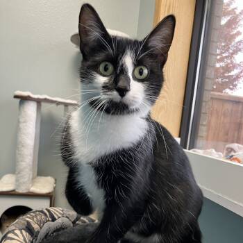 Rescue Domestic Short Hair Cats for Adoption in Fargo, North Dakota - Mama Pearl--In Foster | PetCurious