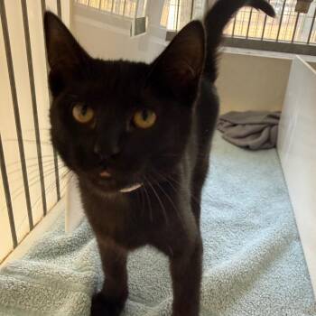 Domestic Short Hair Cats Available for Adoption - Merlot | PetCurious