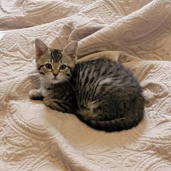 Jackie -  Domestic Short Hair Cat for Adoption in Wyandotte, Michigan - Jackie | PetCurious