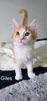Giles -  Domestic Medium Hair Cat for Adoption in Ephrata, Washington - Giles | PetCurious