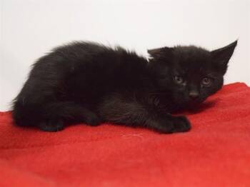 Domestic Medium Hair Cats Available for Adoption in Sacramento, California - CASADORA | PetCurious