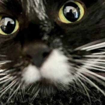 Rescue Tuxedo and Domestic Short Hair Cats for Adoption in Knoxville, Tennessee - Eleanor | PetCurious