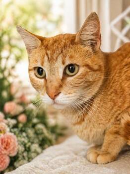 Clementine -  Domestic Short Hair Cat Available for Adoption in Gilroy, California - Clementine | PetCurious