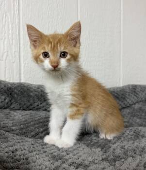 Peso -  Domestic Short Hair Cat for Adoption in Victor, New York - Peso | PetCurious