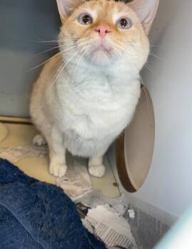 Domestic Short Hair Cats Available for Adoption in Roanoke, Virginia - Zero | PetCurious