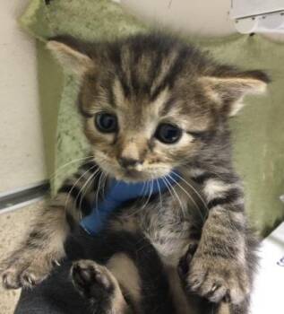 Domestic Short Hair Cats Available for Adoption in Riverside, California - GILBERT | PetCurious