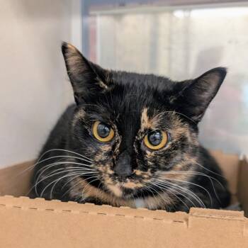 Rescue Domestic Short Hair Cats for Adoption in Houston, Texas - Tales | PetCurious