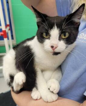 Domestic Short Hair Cats Available for Adoption in Largo, Florida - Gidget | PetCurious